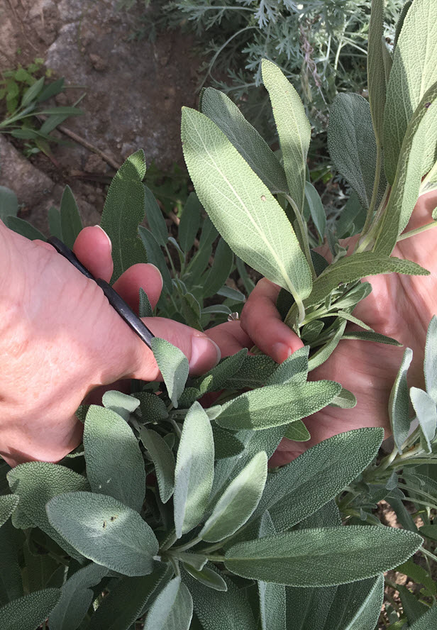 Gather sage from the garden