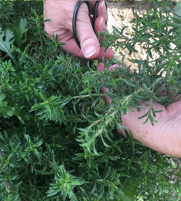 Gather savory from the garden